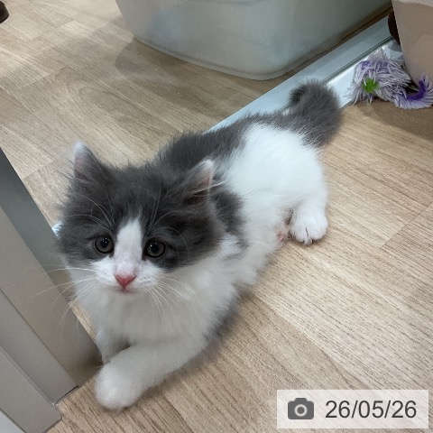 ノルウェージャンフォレストキャットの写真