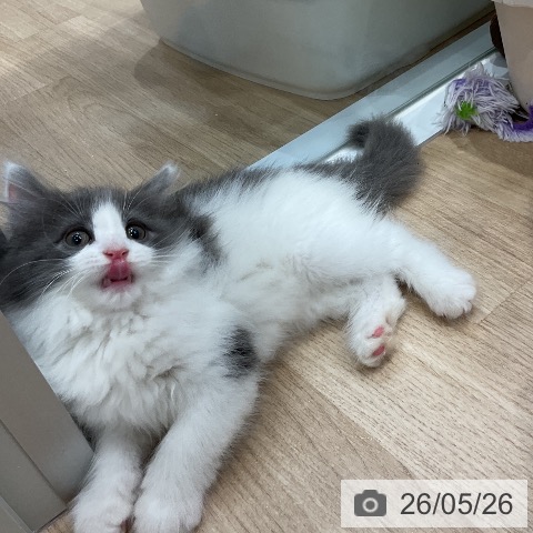 ノルウェージャンフォレストキャットの写真