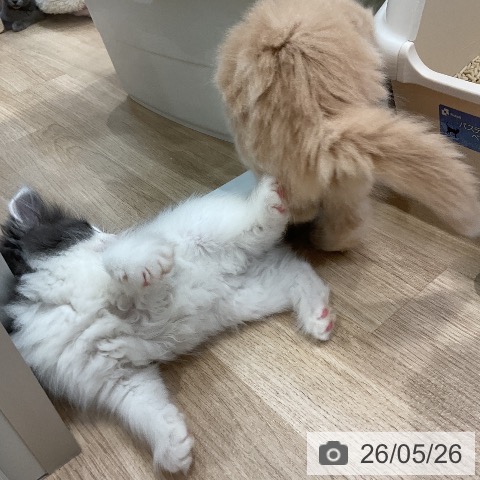 ノルウェージャンフォレストキャットの写真