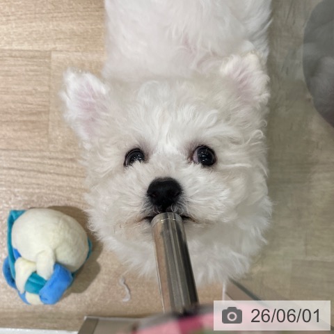 東京都のビションフリーゼ (ペットプラス MARK IS 葛飾かなまち店/2026年3月23日生まれ/男の子/ホワイト)の子犬の3枚目の画像