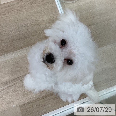ビション・フリーゼの写真