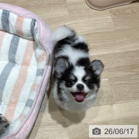 埼玉県のチワワ(ロング) (ペットプラス ららぽーと富士見店/2026年3月25日生まれ/男の子/ホワイトブラッククリーム)の子犬の3枚目の画像