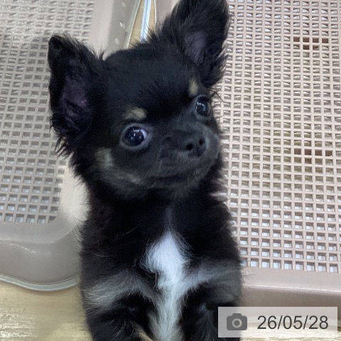チワワの写真