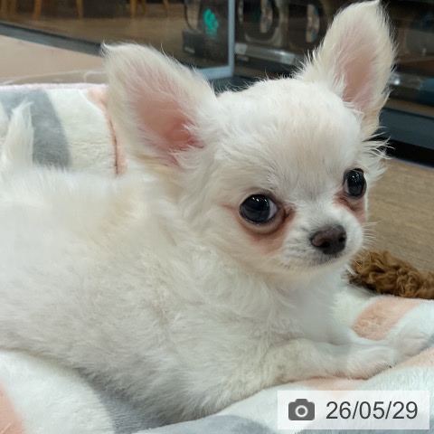 神奈川県のチワワ(ロング) (ペッツワン 小田原店/2026年3月20日生まれ/男の子/クリーム)の子犬の3枚目の画像