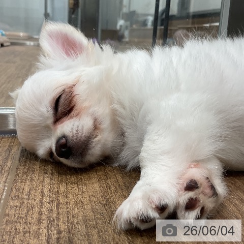 神奈川県のチワワ(ロング) (ペッツワン 小田原店/2026年3月20日生まれ/男の子/クリーム)の子犬の3枚目の画像