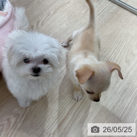 マルチーズの写真