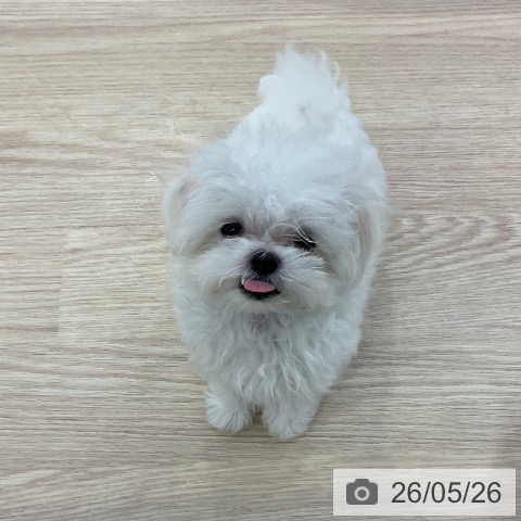 マルチーズの写真