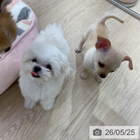 マルチーズの写真