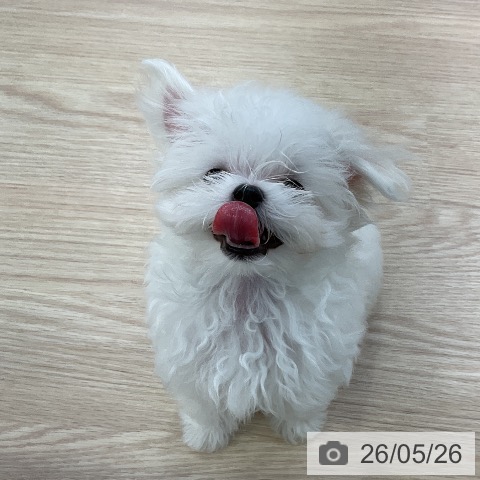 マルチーズの写真