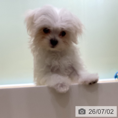埼玉県のマルチーズ (ペットプラス 与野店/2026年3月22日生まれ/女の子/ホワイト)の子犬の3枚目の画像