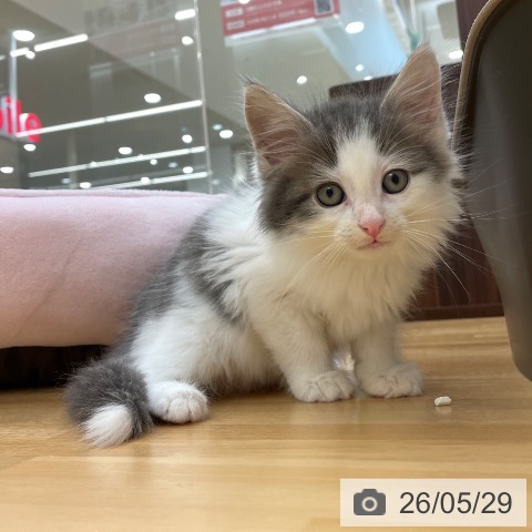 愛知県のノルウェージャンフォレストキャット (ペットプラス 豊田店/2026年3月26日生まれ/男の子/ブルータビーホワイト)の子猫の4枚目の画像