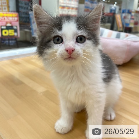 愛知県のノルウェージャンフォレストキャット (ペットプラス 豊田店/2026年3月26日生まれ/男の子/ブルータビーホワイト)の子猫の3枚目の画像