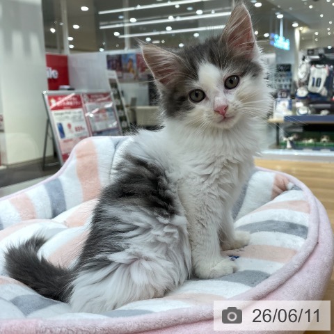 愛知県のノルウェージャンフォレストキャット (ペットプラス 豊田店/2026年3月26日生まれ/男の子/ブルータビーホワイト)の子猫の3枚目の画像