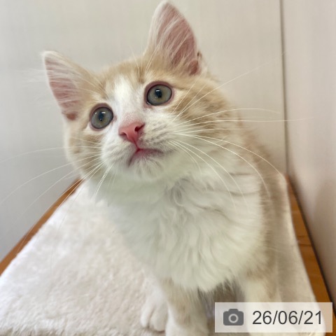 富山県のノルウェージャンフォレストキャット (ペットプラス 高岡店/2026年3月26日生まれ/男の子/クリームタビーホワイト)の子猫の3枚目の画像