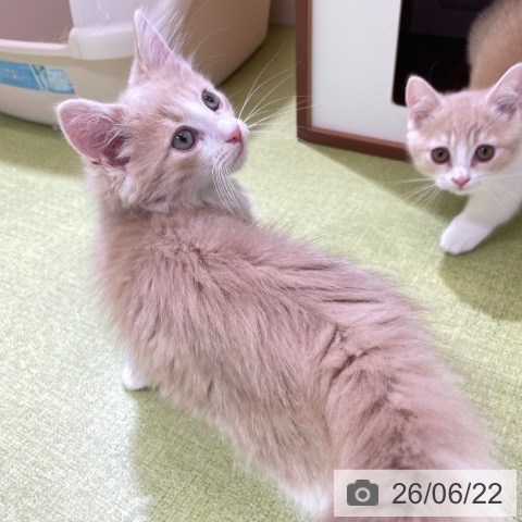 富山県のノルウェージャンフォレストキャット (ペットプラス 高岡店/2026年3月26日生まれ/男の子/クリームタビーホワイト)の子猫の4枚目の画像