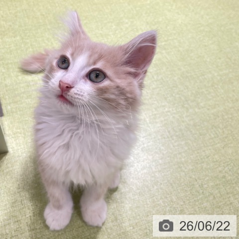 富山県のノルウェージャンフォレストキャット (ペットプラス 高岡店/2026年3月26日生まれ/男の子/クリームタビーホワイト)の子猫の3枚目の画像