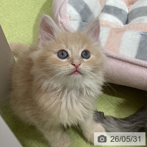 石川県のノルウェージャンフォレストキャット (ペットプラス 白山店/2026年3月26日生まれ/男の子/クリームタビー)の子猫の4枚目の画像
