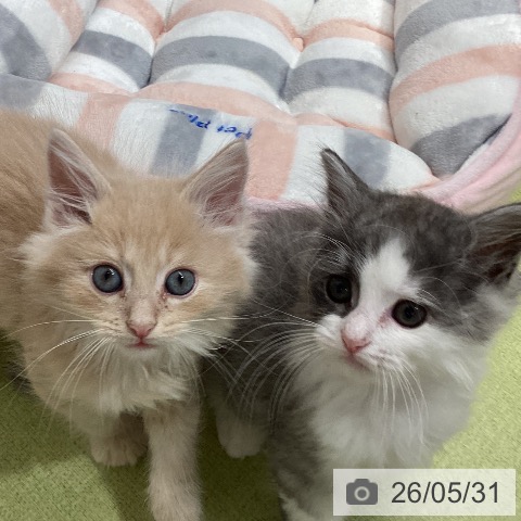 石川県のノルウェージャンフォレストキャット (ペットプラス 白山店/2026年3月26日生まれ/男の子/クリームタビー)の子猫の3枚目の画像