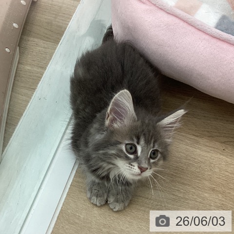 愛知県のノルウェージャンフォレストキャット (ペットプラス みなと店/2026年3月26日生まれ/女の子/ブルーパッチドタビー)の子猫の3枚目の画像