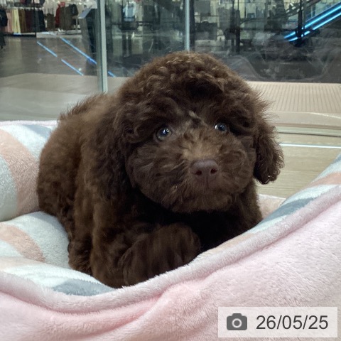 石川県のトイプードル(トイ) (ペットプラス 白山店/2026年3月26日生まれ/女の子/ブラウン)の子犬の4枚目の画像