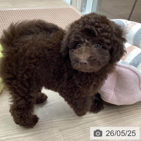石川県のトイプードル(トイ) (ペットプラス 白山店/2026年3月26日生まれ/女の子/ブラウン)の子犬の3枚目の画像
