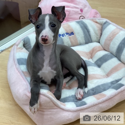 埼玉県のイタリアングレーハウンド (ペットプラス 浦和美園店/2026年3月22日生まれ/男の子/ブルーホワイトマーキングス)の子犬の3枚目の画像