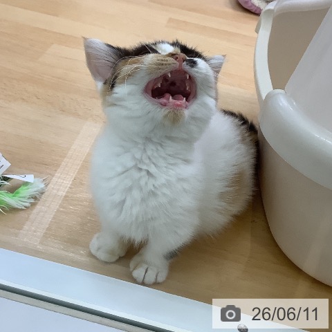 愛知県のミヌエット (ペットプラス 三好店/2026年2月21日生まれ/女の子/キャリコ)の子猫の4枚目の画像