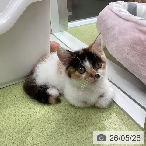 石川県のミヌエット (ペットプラス 白山店/2026年2月21日生まれ/女の子/キャリコ)の子猫の3枚目の画像