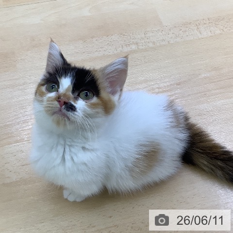 愛知県のミヌエット (ペットプラス 三好店/2026年2月21日生まれ/女の子/キャリコ)の子猫の3枚目の画像
