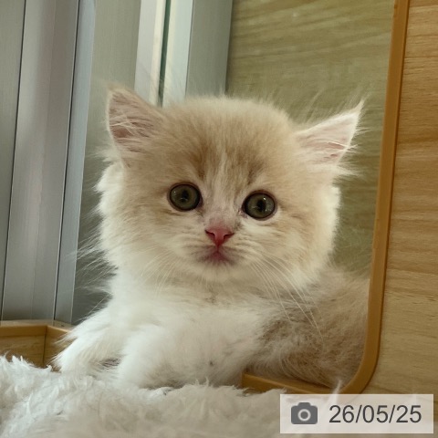 ミヌエットの写真
