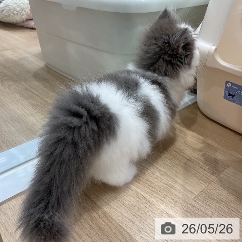 ミヌエットの写真