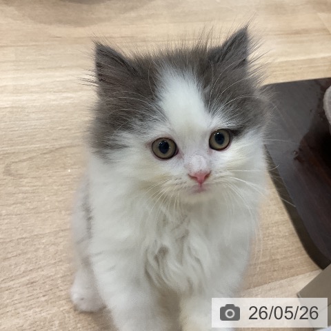 ミヌエットの写真