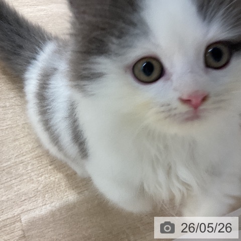 ミヌエットの写真