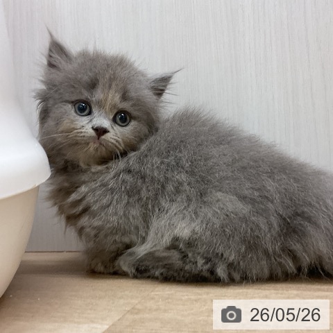 ミヌエットの写真