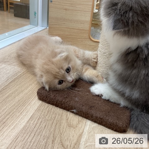 スコティッシュフォールドの写真