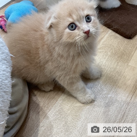 スコティッシュフォールドの写真