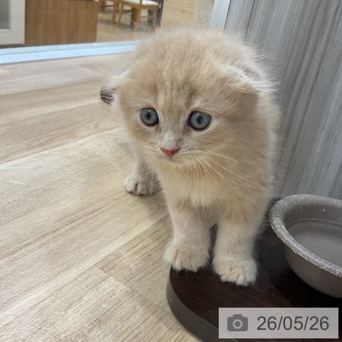 スコティッシュフォールドの写真