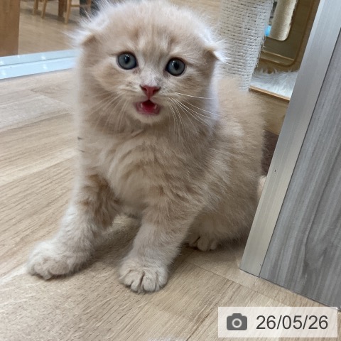 スコティッシュフォールドの写真