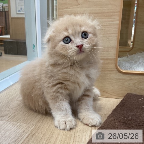 スコティッシュフォールドの写真