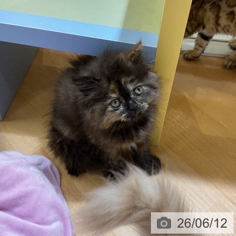 愛知県のスコティッシュフォールド (ペットプラス mozoワンダーシティ店/2026年3月26日生まれ/女の子/トーティー)の子猫の4枚目の画像