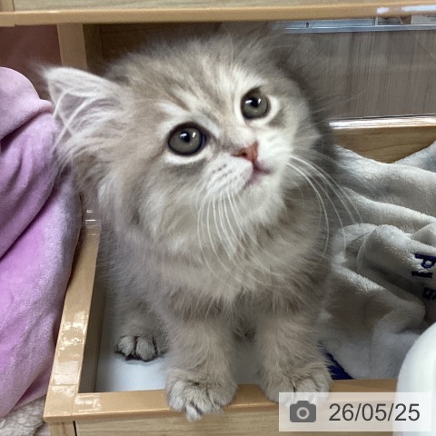 愛知県のラガマフィン (ペットプラス イオンモール長久手店/2026年3月24日生まれ/女の子/ブルークリーム)の子猫の4枚目の画像
