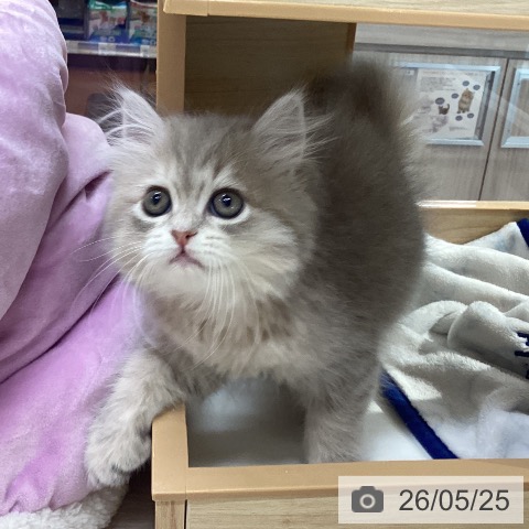 愛知県のラガマフィン (ペットプラス イオンモール長久手店/2026年3月24日生まれ/女の子/ブルークリーム)の子猫の3枚目の画像