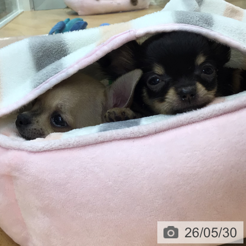 チワワの写真