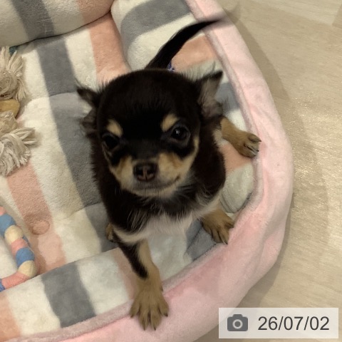 チワワの写真