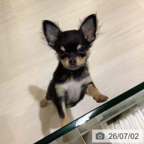 チワワの写真