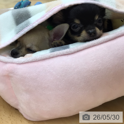 埼玉県のチワワ(ロング) (ペットプラス クレアモール川越店/2026年3月10日生まれ/女の子/ブラックタン)の子犬の4枚目の画像