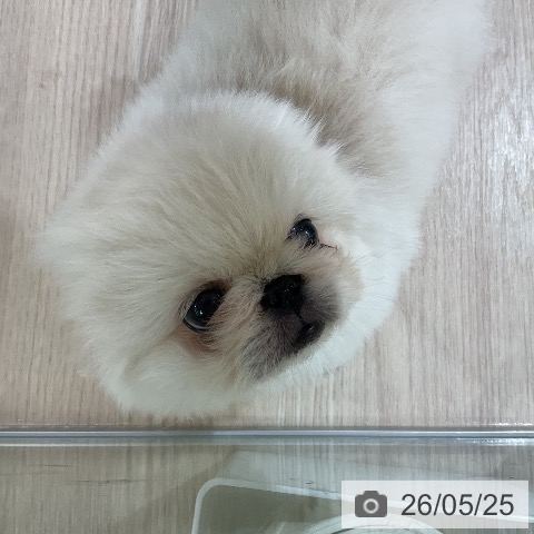 ペキニーズの写真
