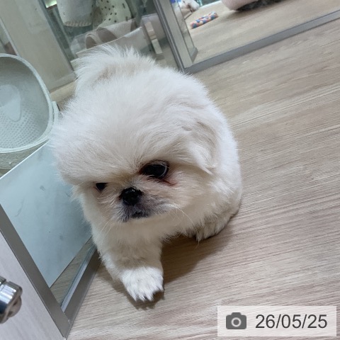 ペキニーズの写真