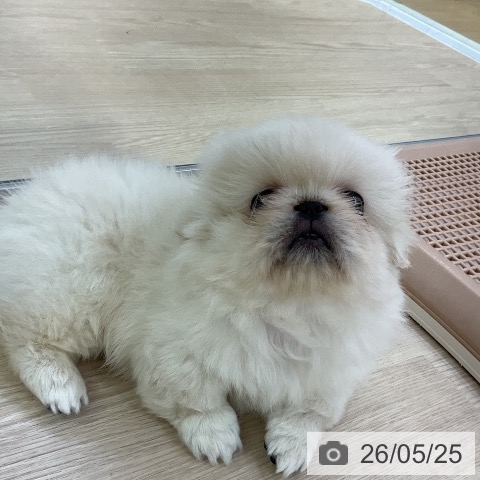 ペキニーズの写真