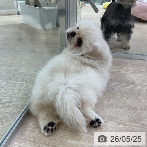 ペキニーズの写真
